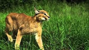 Hlodavce, ptáky a některé na ryby při lovu pomáhá maskování srsti (tygr napodobuje prostředí vysokých trav, skvrny např. Karakal Youtube