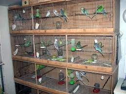 Cara berternak burung perkutut terlebih dahulu anda bisa melatih diri untuk merawat burung perkutut dari kecil hingga dewasa. Cara Membuat Sangkar Burung Susun Om Kicau