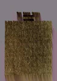 Image result for Ochna leptoclada