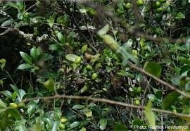 Image result for Chionanthus foveolatus