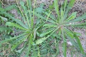 Image result for Hypochaeris