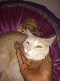 The swollen lip is hard to assess without a picture, but i suspect that your cat either has chin acne or an eosinophilic granuloma. My Cat Has A Swollen Lower Lip Petcoach