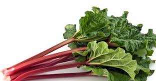 Juni endet gewöhnlich die erntezeit vom rhabarber. Die Rhabarber Saison Hat Begonnen Eat Smarter