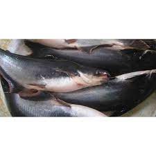 Jual Fcw Ikan Jambal Potong Segar 500 Gram Tokodistributor