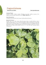 Image result for Telosma