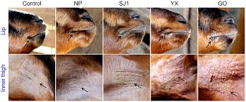 These does are more likely to develop mastitis. Frontiers Genome Analysis Of Orf Virus Isolates From Goats In The Fujian Province Of Southern China Microbiology