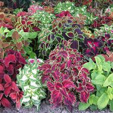 Discover hundreds of ways to save on your favorite products. Get The Right Plants To Have It Made In Shade Deseret News