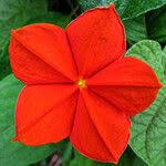 Image result for Mussaenda elegans