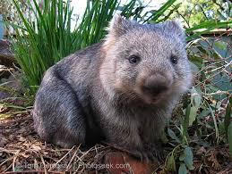20 Utterly Adorable Pictures To Convince You That Wombats Are The Future Cute Wombat Australian Native Animals Wombat