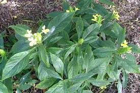 Image result for Barleria galpinii