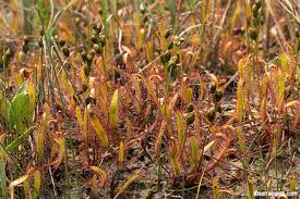 Image result for Nesaea linearis