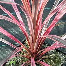 Cordyline Australis Southern Splendour Pp19 102 Southern Splendor Grass Palm Tree Dracaena Australis C Sout Plant Images Ornamental Grasses Dry Garden