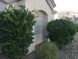 We did not find results for: Xtremehorticulture Of The Desert Cause Of Ragged Looking Japanese Privet Leaves