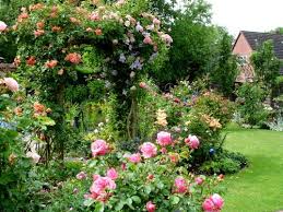 Die Rose Konigin Der Blumen Clematis Garten Rosen