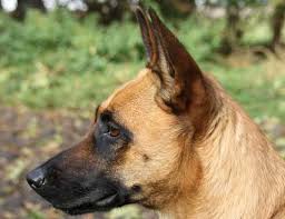 Scopri subito migliaia di annunci di privati e aziende e trova quello che cerchi su subito.it. Cane Da Pastore Belga Malinois Carattere E Informazioni Sulla Razza