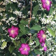 A vigorous climber, it's best grown over a shed, porch, arbour or other outbuilding. Star Jasmine And Clematis Working Beautifully Together On Verandah Post Garden Inspiration Star Jasmine Clematis