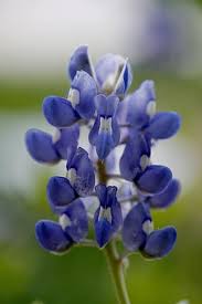 Great way to welcome the season! Bluebonnet Flower Texas Blooming Blue Spring Nature Floral Wildflowers Plant Native Pikist