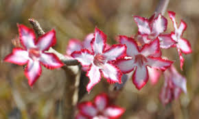 Image result for Heteropyxidaceae