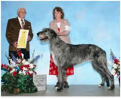Check spelling or type a new query. The Irish Wolfhound Puppies For Sale Boondocks Irish Wolfhounds Akc Reg