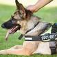 Security Dog Handler Course - North Lakes event in North Lakes QLD