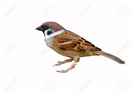 Background white background white birds birds background birds white bird nature decoration holiday blue pattern season day xmas wallpaper christmas macro animal creative picture sky winter. Eurasian Tree Sparrow Bird On White Background Stock Photo Picture And Royalty Free Image Image 33425695
