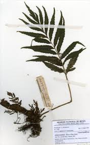 Image result for Lomariopsis guineensis