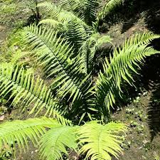 Image result for Dryopteris antarctica