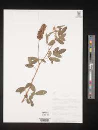 Image result for Eriosema parviflorum