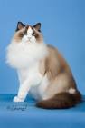 Ragdoll Breeders - The International Cat Association