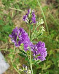 Image result for Medicago sativa