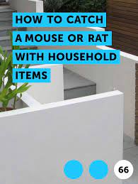 Pin On Pests Weeds Problems