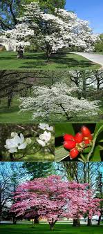 Flowering trees in florida zone 9. Flowering Dogwood Cornus Florida Zone 5 9 Filtered Shade Full Sun 15 30 Height Width White Or Pink Flowers App Flower Beds Dogwood Trees Deciduous Trees