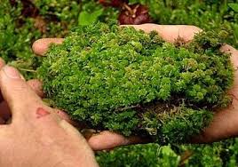 Klasifikasi Dan Morfologi Lumut Daun Bryopsida Sp Ilmu Pengetahuan Lengkap