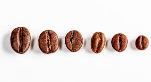 2.1.1 what are coffee beans? 4 Types Of Coffee Beans To Grow In Your Home Garden