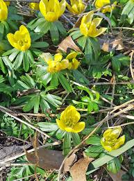 Maybe you would like to learn more about one of these? Wildflowers Of Western Pennsylvania Winter Aconite Eranthis Hyemalis This Member Of The Buttercup Family Is Native To The European Balkans Southern France And Northern Italy But Is Widely Naturalized Elsewhere It