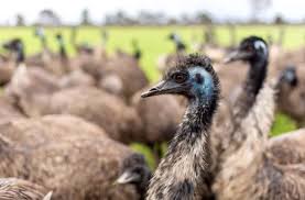 Emus cannot fly but have long legs and can run quickly: One Of Australia S Largest Emu Farms On The Market As Industry Takes Flight Again