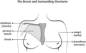 Pain in throat(not sore throat but like a tugging lower of throat). The Breasts Canadian Cancer Society