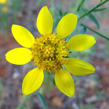 Image result for Calostephane divaricata