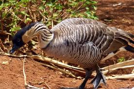 Mar 28, 2019 · the nene (or hawaiian goose) is the state bird of hawaii. Nene Hawaii S State Bird Bird Species Birding Hotspots