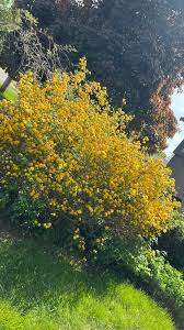 Image result for Kerria japonica