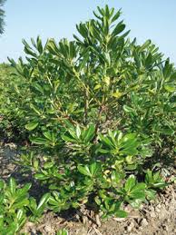 Image result for Pittosporaceae