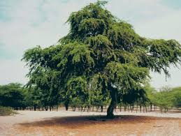 Image result for Pseudoprosopis