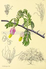 Image result for Dichrostachys