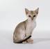 Singapura Cat Breed Information, Pictures, Characteristics ...