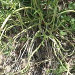 Image result for Kleinia longiflora