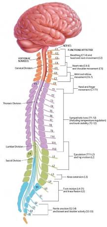 The Four Divisions of the Spinal Cord, AI generated