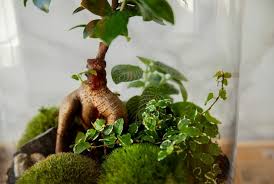 See more ideas about bonsai, bonsai ficus, ficus. Ficus Ginseng Pflanzen Pflegen Plantura