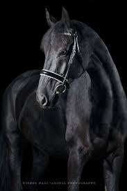 Black Beauty Wiebke Haas Animal Photography Schone Pferde Pferde Wallpaper Pferde Tapete