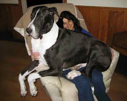 Browse thru our id verified puppy for sale listings to find your perfect puppy in your area. Great Dane Puppies For Sale In New Jersey Great Dane Puppy Great Dane Dogs Great Dane