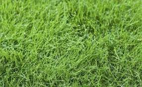Growing Fine Fescue Learn About The Care And Uses For Fine Fescue Fescue Grass Fescue Grass Lawn Grass Seed For Shade